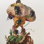 Impression vintage Insectes, Illustration ancienne année 60