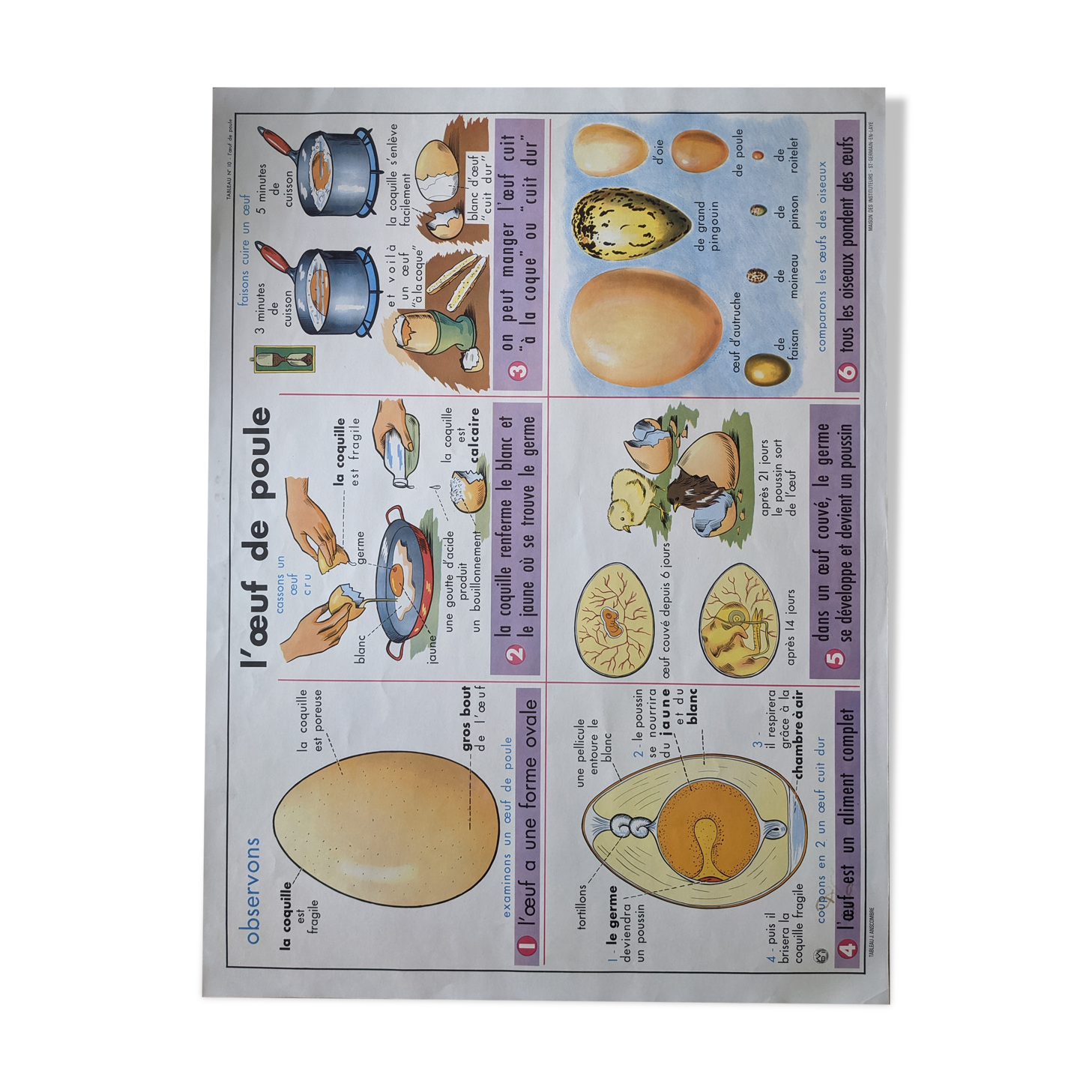 Old vintage school poster botanical egg hen milk