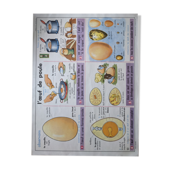 Ancienne affiche scolaire vintage botanique oeuf poule  lait