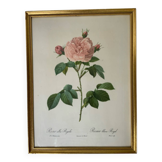 Botanical lithograph