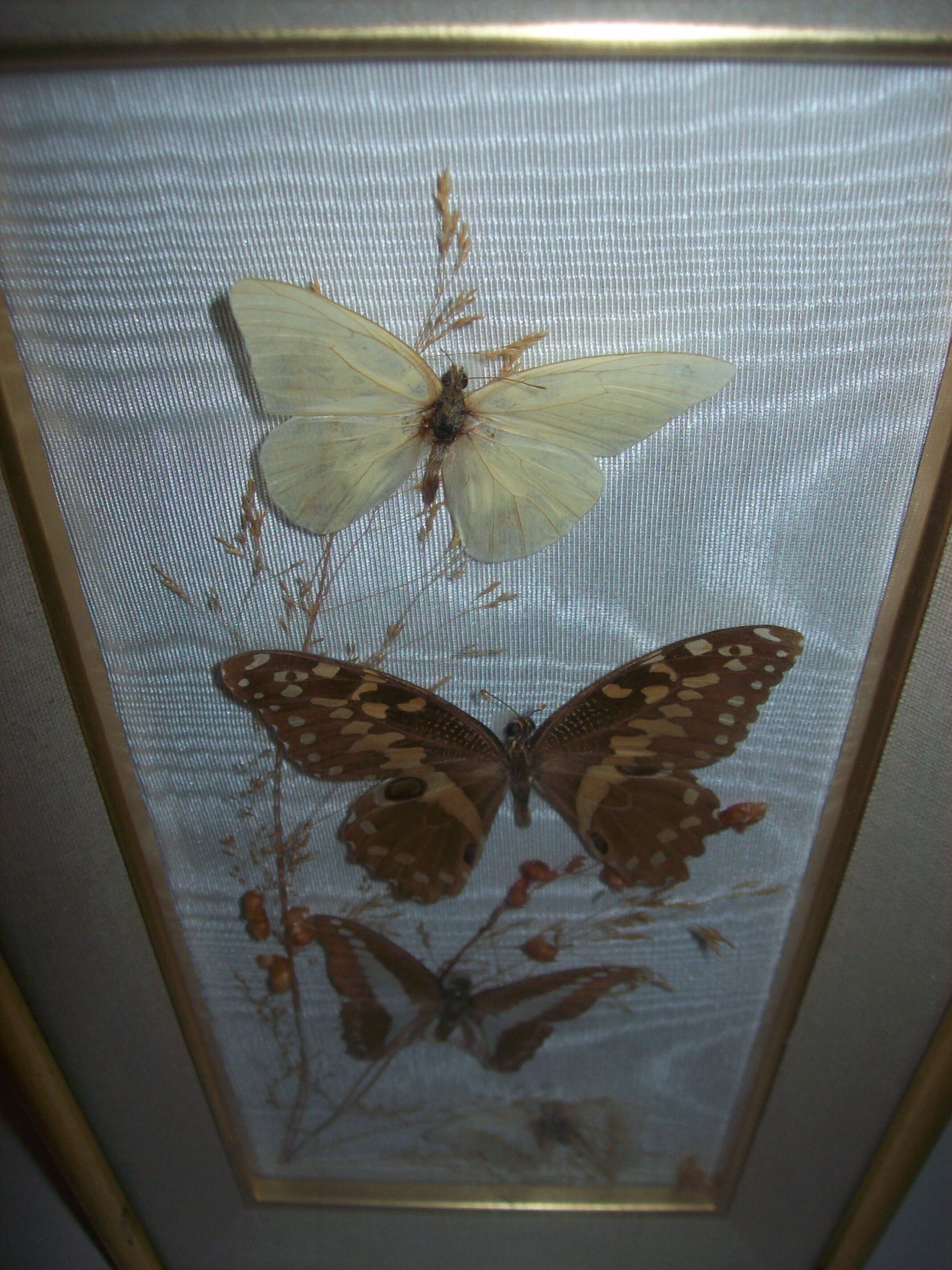 Butterfly stuffed under frame
