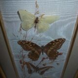Butterfly stuffed under frame