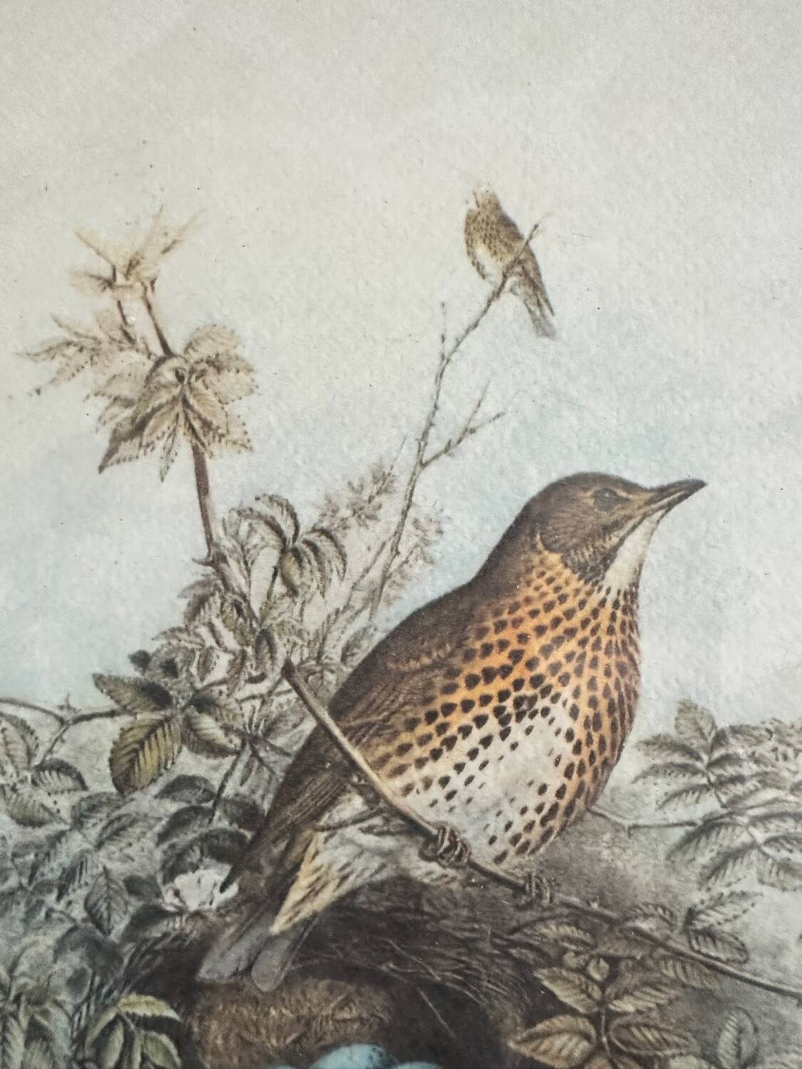 Antique illustration of a bird. Antique framed illustration of a bird.