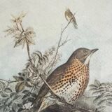 Antique illustration of a bird. Antique framed illustration of a bird.