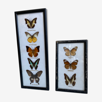 Pair of frames - naturalized butterflies