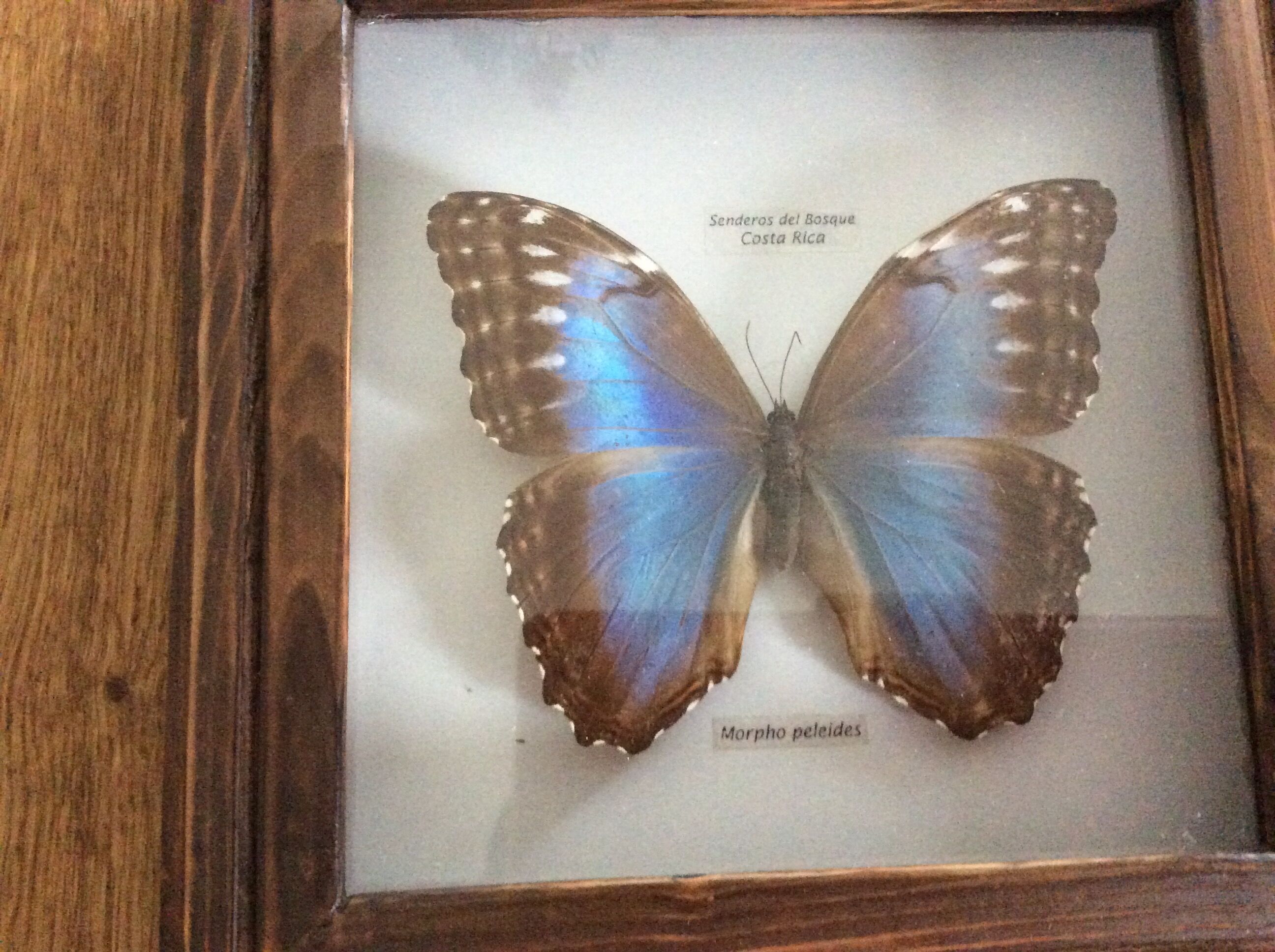 Naturalized butterfly frame