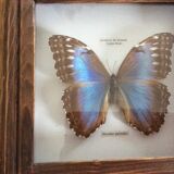 Naturalized butterfly frame