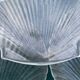 Grandes assiettes plates coquillage , Saint-Jacques 