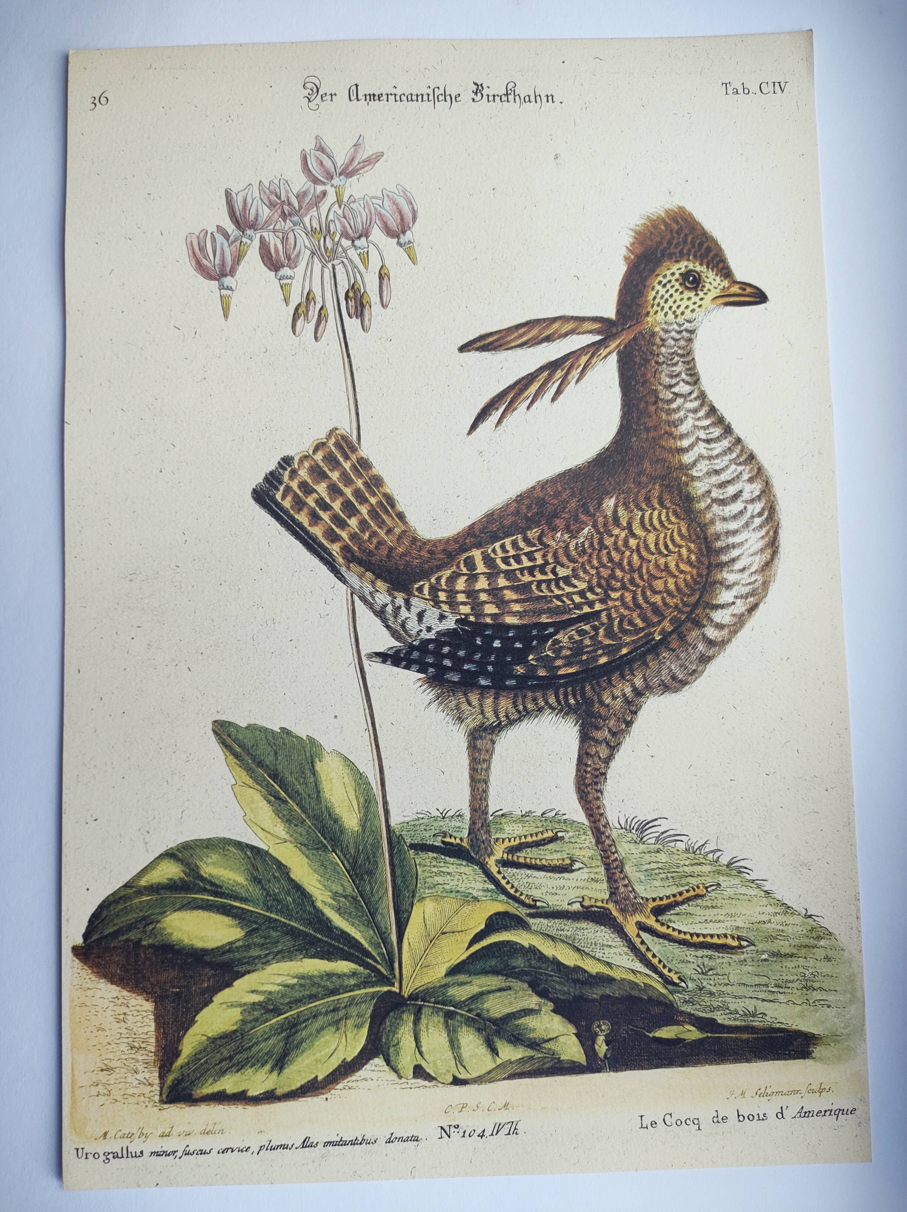 Old bird engraving - Rooster of the Woods - vintage zoological illustration by Seligmann & Catesby