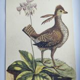 Old bird engraving - Rooster of the Woods - vintage zoological illustration by Seligmann & Catesby