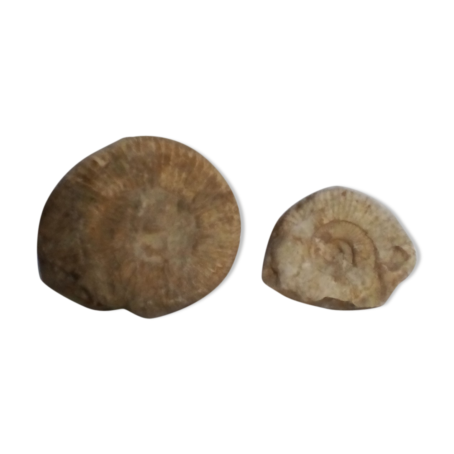 Marine fossils