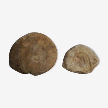 Marine fossils