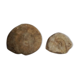 Marine fossils