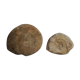 Marine fossils
