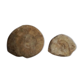 Marine fossils