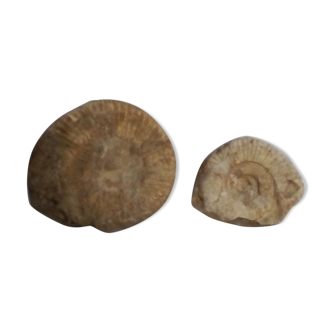Marine fossils
