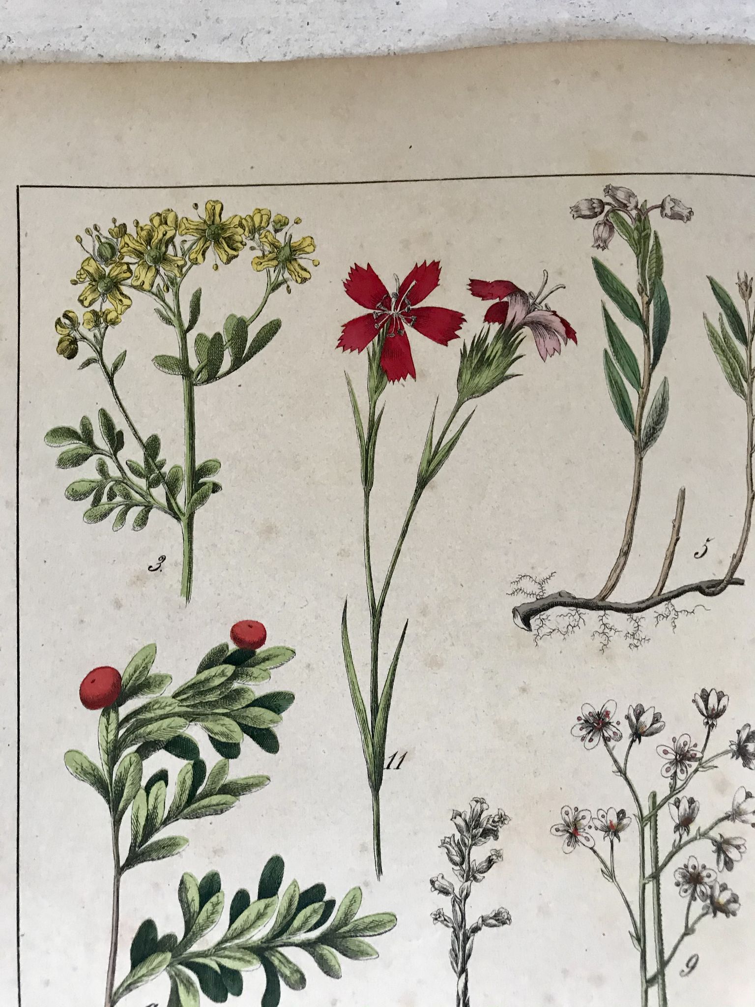 Planche botanique du XIXeme 32x42
