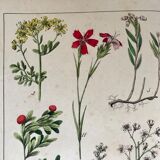 19th 32x42 botanical plank