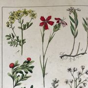 Planche botanique du XIXeme 32x42