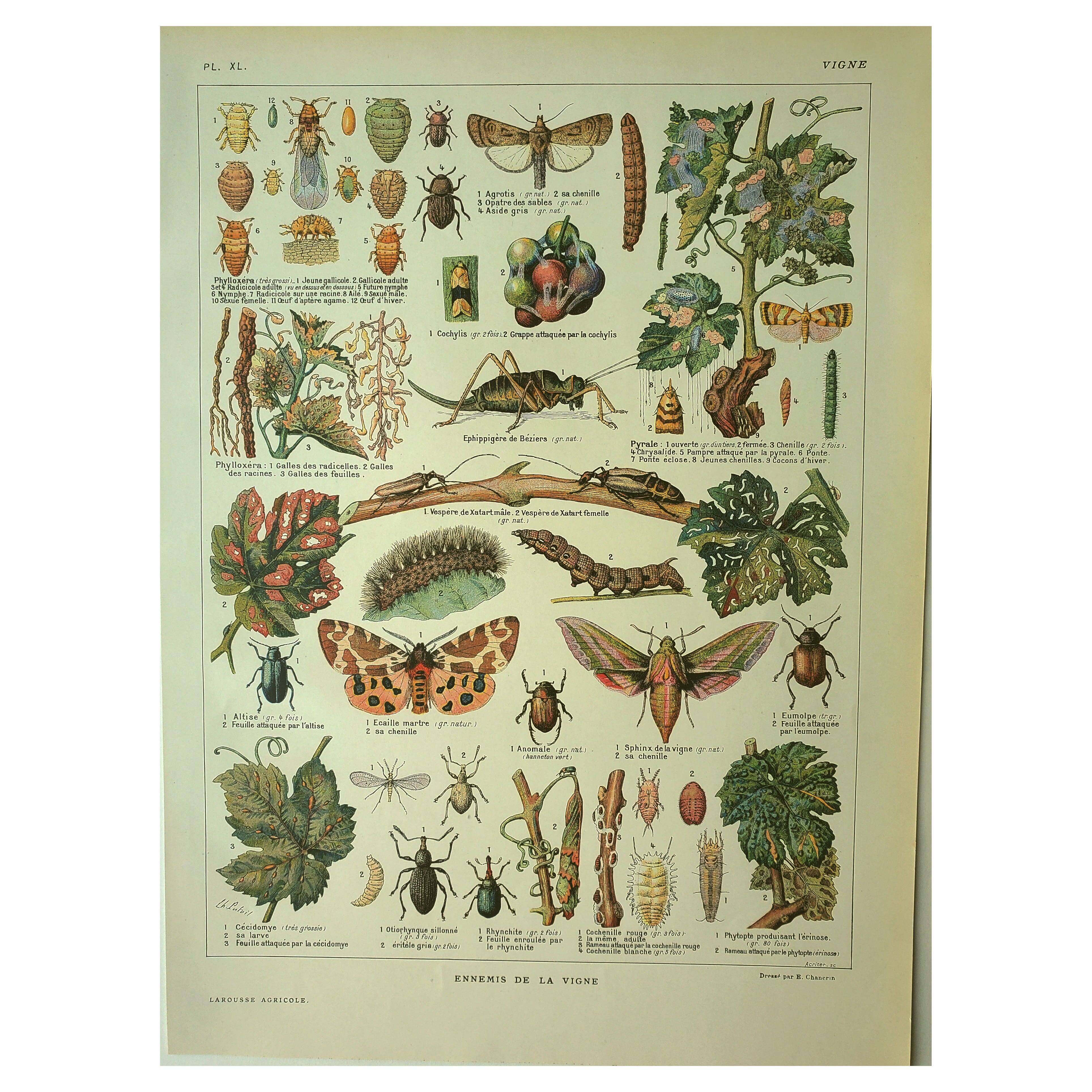 Lithographie ancienne 1921 - La vigne et ses ennemis - gravure vintage vin
