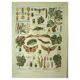 Lithographie ancienne 1921 - La vigne et ses ennemis - gravure vintage vin