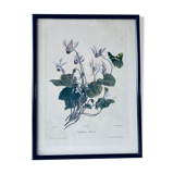 Ancient lithograph framed flower and butterfly