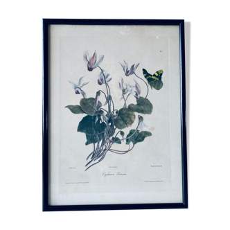 Ancient lithograph framed flower and butterfly