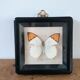 Butterfly frame