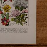 Lithographies originales sur les fleurs