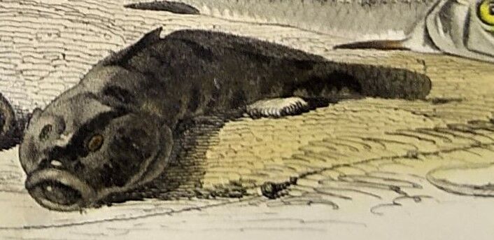 Original zoological plate of 1839 " the trout, the epinoche,....,....,....