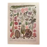 Lithograph on algae - 1900