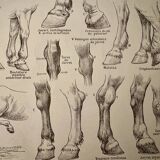Lithographie sur l'anatomie du cheval (tête, croupe, sabots) - 1920