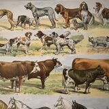 Lithograph of mammals - 1900 (giraffe, cows, etc.)
