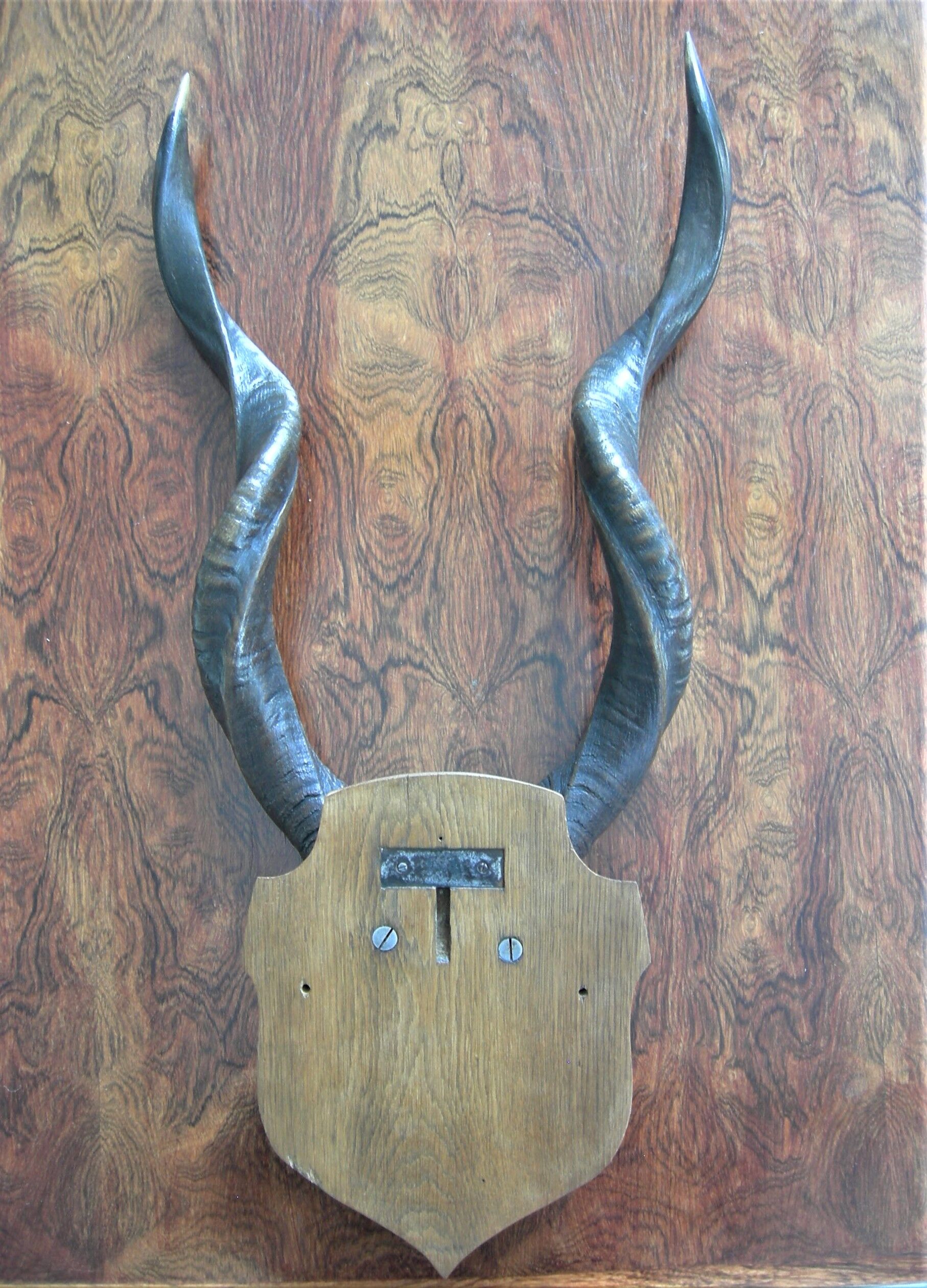 Trophée de chasse massacre d'antilope Kudu
