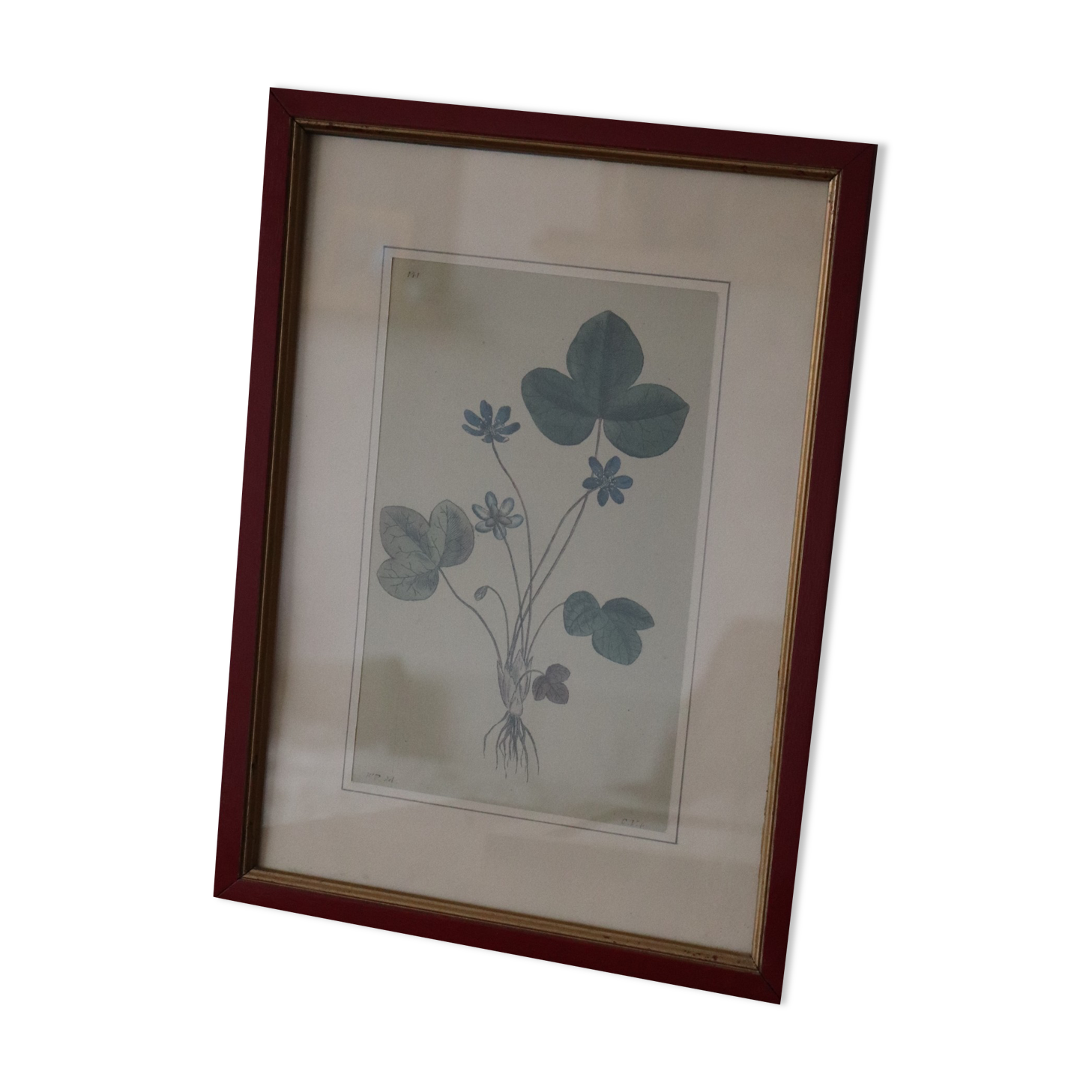 Vintage clover botanical frame