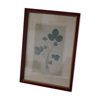 Vintage clover botanical frame