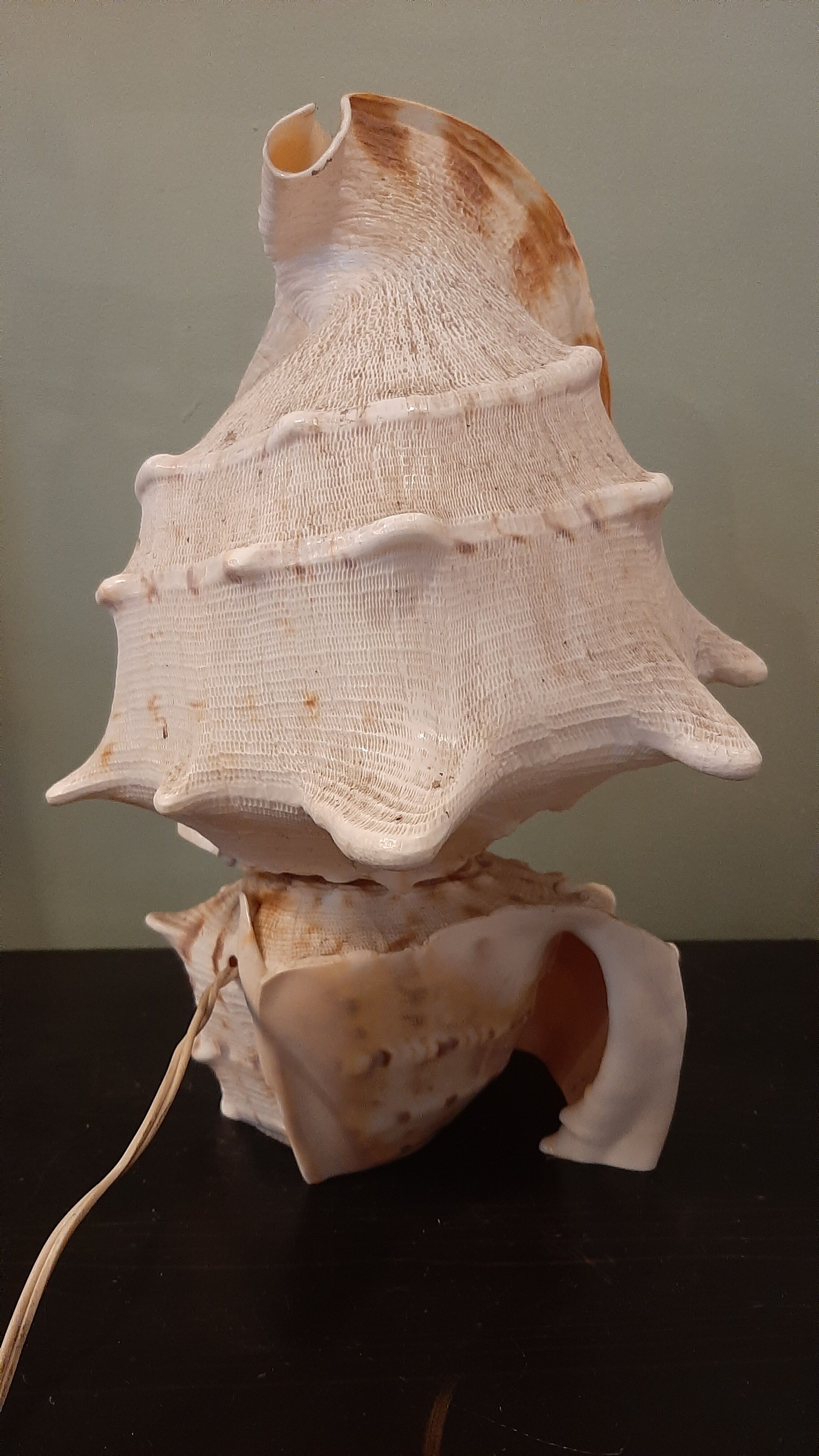 Lampe coquillage