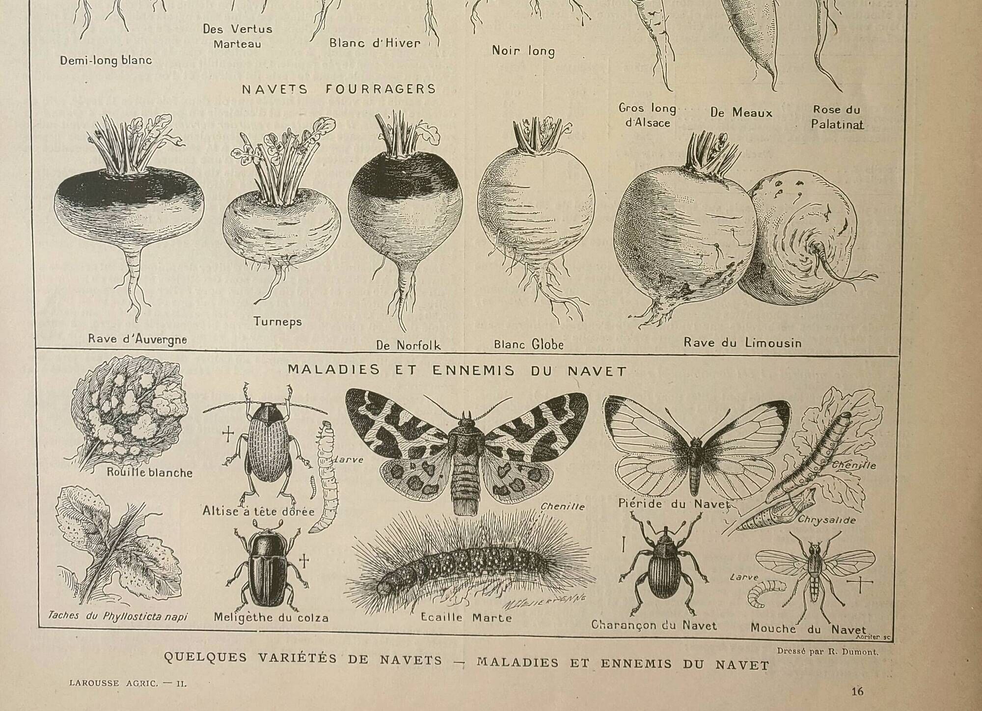 Old lithograph 1922, Turnip, varieties and enemies, vegetables • Engraving, original illustration