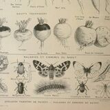 Old lithograph 1922, Turnip, varieties and enemies, vegetables • Engraving, original illustration