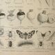 Old lithograph 1922, Turnip, varieties and enemies, vegetables • Engraving, original illustration