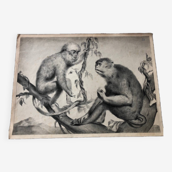 Affiche scolaire zoologique vintage représentant des singes
