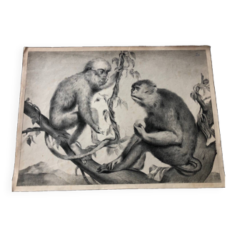 Affiche scolaire zoologique vintage représentant des singes