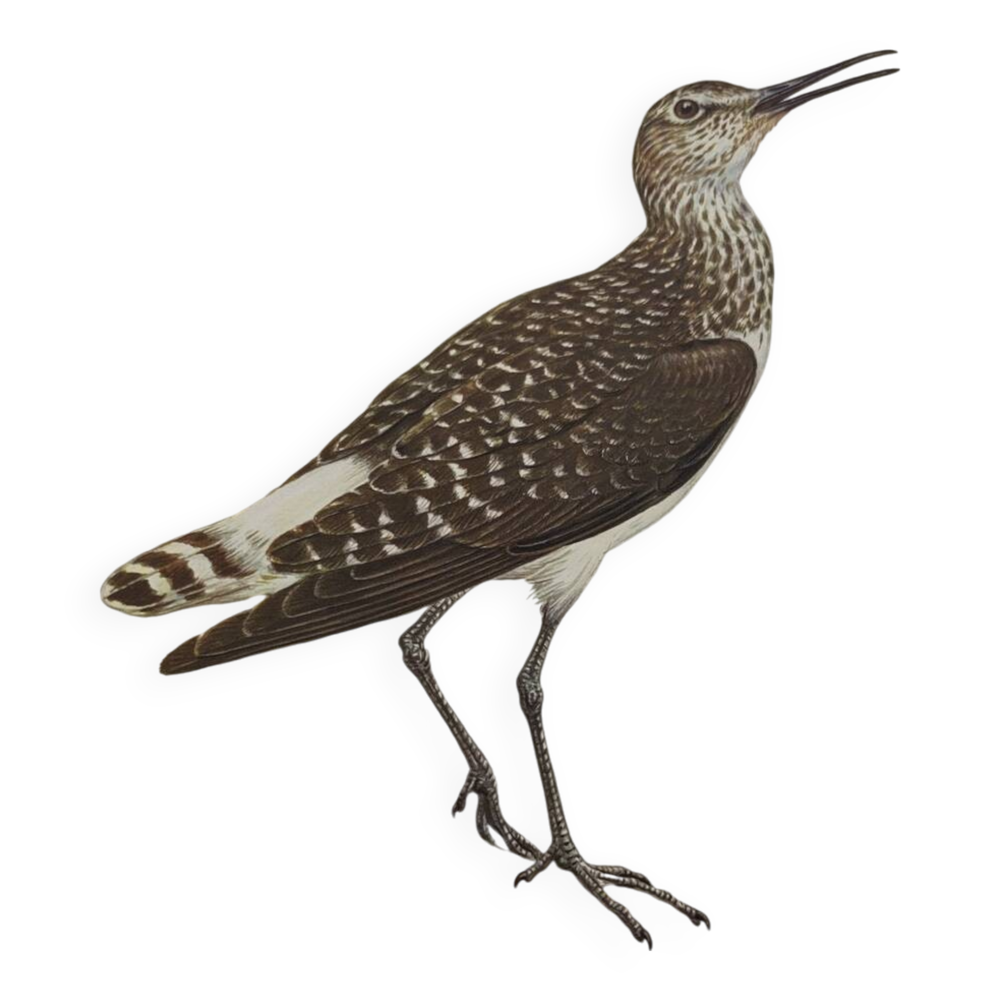 Antique bird illustration from 1960. White-throated Sandpiper. Zoological plate