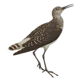 Antique bird illustration from 1960. White-throated Sandpiper. Zoological plate