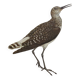 Antique bird illustration from 1960. White-throated Sandpiper. Zoological plate