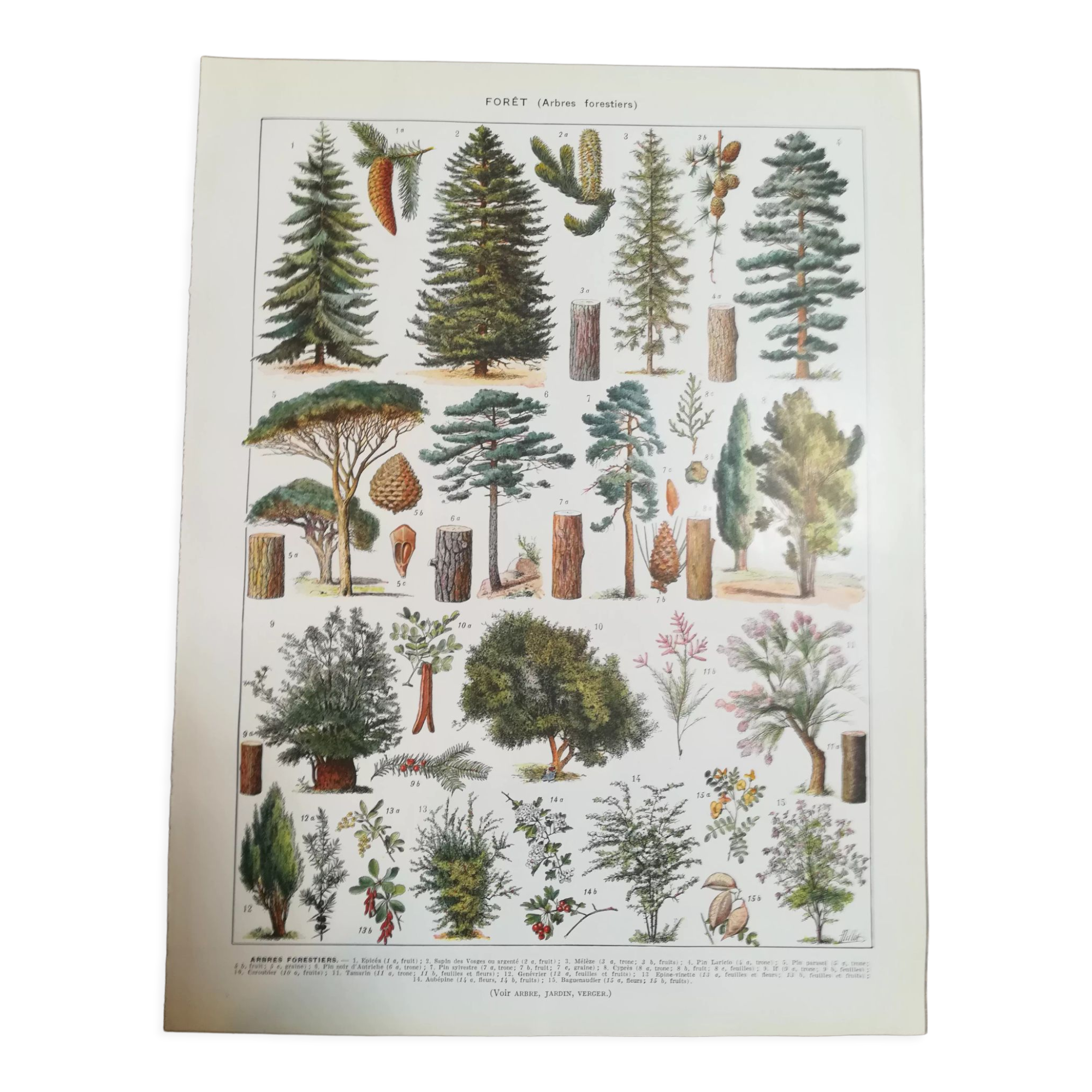 Lithograph on trees from 1928 (spruce)