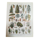 Lithograph on trees from 1928 (spruce)