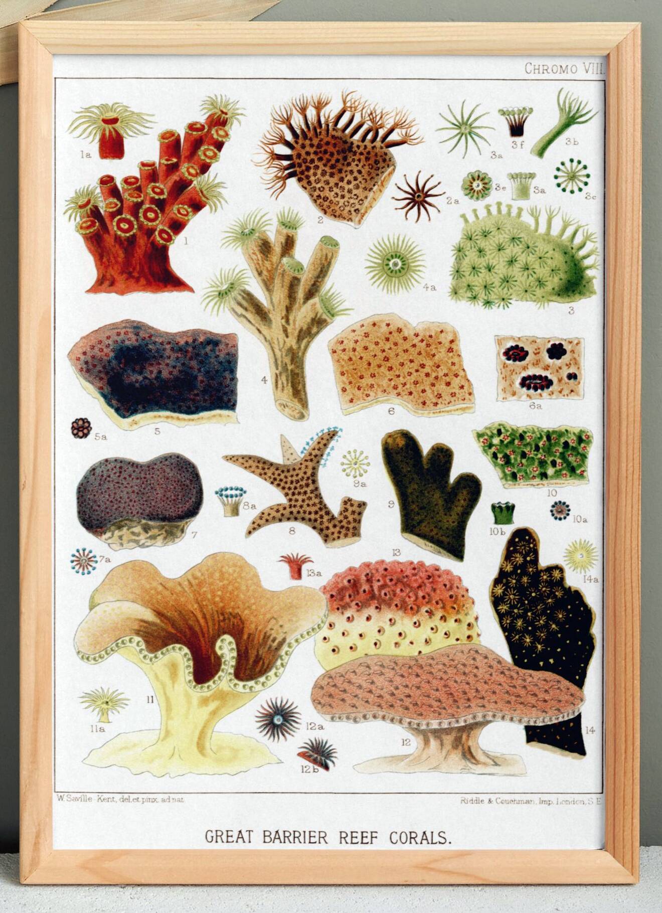 Affiche sur les coraux de la Grande Barrière de Corail, 1893