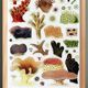 Poster about the corals of the Great Barrier Reef, 1893