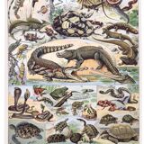 Old lithograph plate reptiles 1900